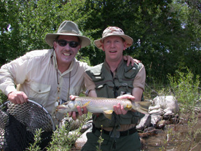 colorado fishing brown trout