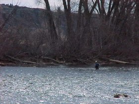 wading Trout Fishing Colorado