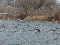 geese on Roaring Fork Colorado