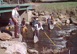 sampling line for counting fish