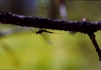 mayfly on branch by Weilenmann