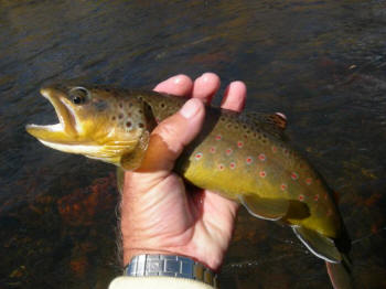 fishing for Colorado brown trout