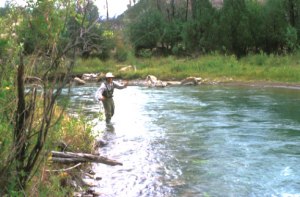 Uncompahgre fly fishing