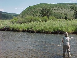 cutthroat Trout Fishing Colorado