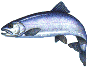 kokanee colorado