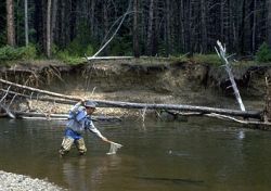 colorado fishing brown trout