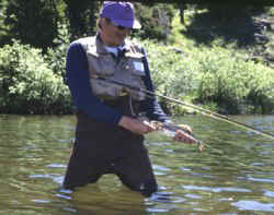 cutthroat trout in the Flat Tops of Colorado