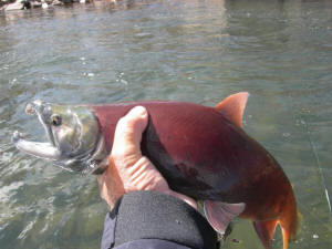 Kokanee on Gunnison