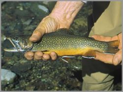 Colorado Trout Fishing Lake Fork