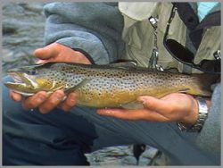 Colorado Trout Fishing Lake Fork