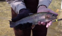 rainbow trout