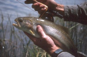 Uncompahgre fly fishing