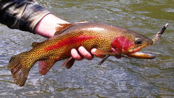 Big Colorado Trout