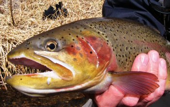  Big Colorado Trout