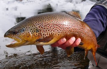 Big Colorado Trout