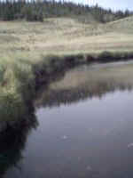 tarryall pool Colorado fishing