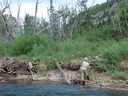 cutthroat Trout Fishing Colorado