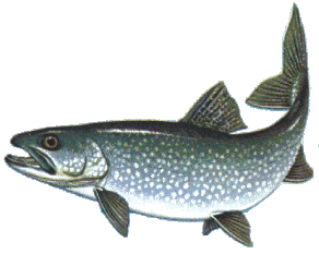 lake trout