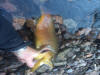 Colorado Fishing Cheesman South Platte