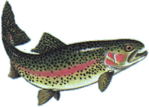 rainbow trout colorado