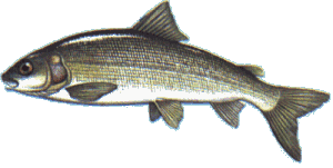 whitefish
